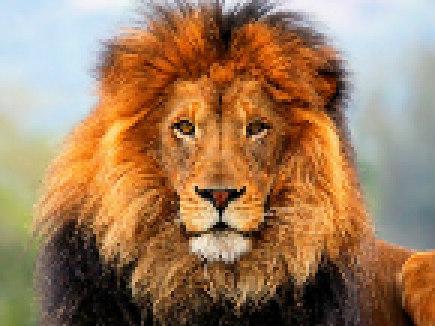 Lion pixel 435.jpg