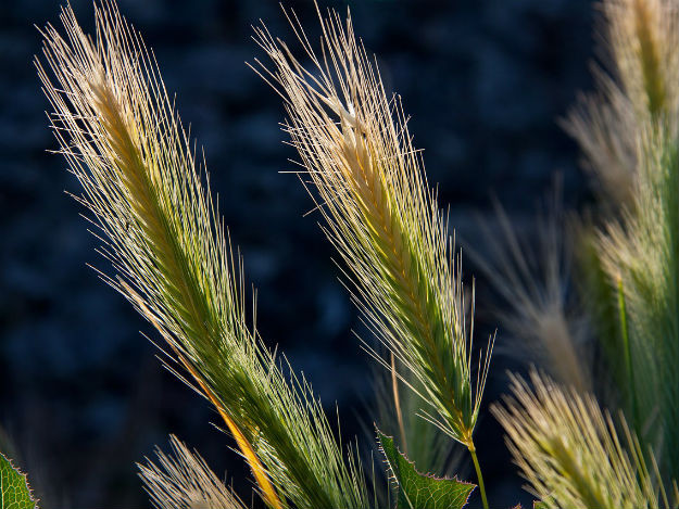 agricultura.jpg