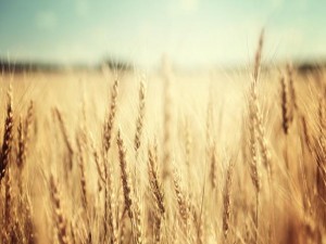 Belarina Alimentos terceiriza infraestrutura de TI para economizar R$ 500 mil ao ano