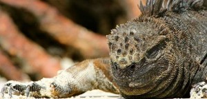 MCTIC auxilia na criação de plataforma digital sobre biodiversidade do Equador
