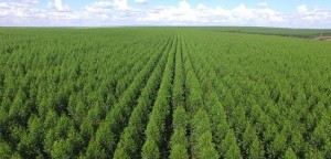 Fibria implementa big data da SAP para ampliar conhecimento sobre plantio florestal