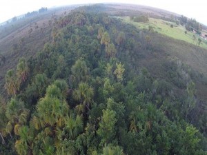 WWF-Brasil vai usar drones para proteção e monitoramento de animais e florestas
