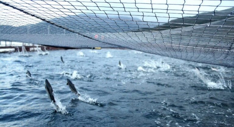 case sap chile peixes 1 1
