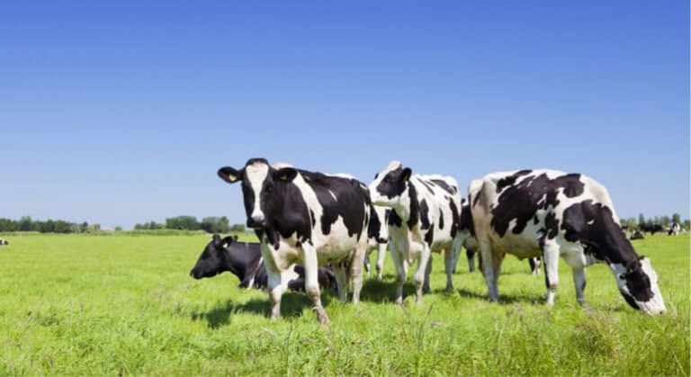vaca conectada sonda 1