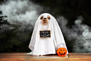 fantasma ghost perigo aten%C3%A7%C3%A3o