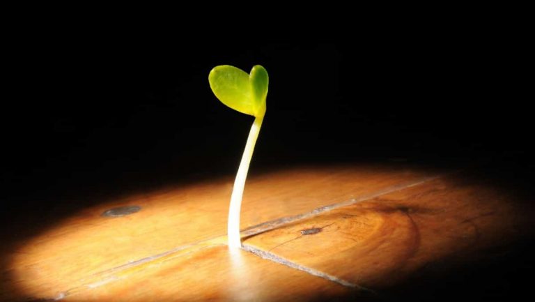 cultura de TI resiliente 2