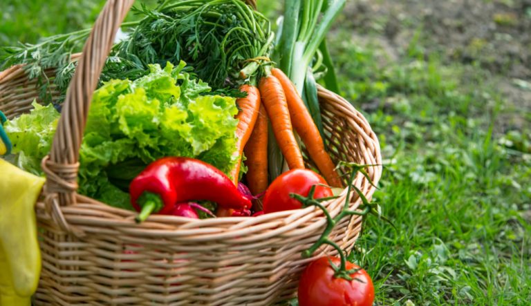 foodtech raizs investimentos