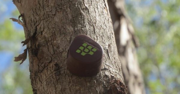 IoT, Treevia, Melhoramentos, floresta