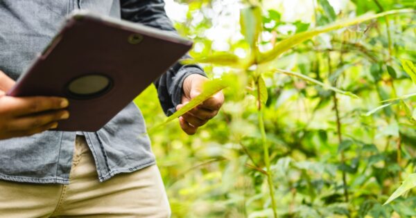 A imagem mostra uma pessoa segurando um tablet enquanto está em uma área com vegetação, possivelmente em uma floresta ou na Amazônia. A pessoa está observando ou interagindo com o tablet e ao mesmo tempo tocando uma folha, sugerindo atividades como monitoramento ambiental ou coleta de dados. O ambiente ao fundo é verde, com plantas e arbustos, transmitindo a ideia de uso de tecnologia para a preservação ou análise da natureza (impacto, tablet, tecnologia, floresta, amazonia, whatsapp, tecnologia, monitoramento, títulos)