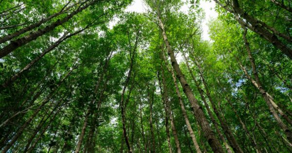 biodiversidade