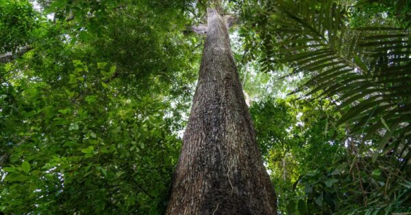 Imagem de uma árvore alta na floresta amazônica, vista de baixo para cima, com tronco grosso e reto cercado por uma densa vegetação verde. A copa da árvore se mistura com as folhas de outras árvores ao fundo, evidenciando a biodiversidade da floresta tropical (biodiversidade, tecnologia)