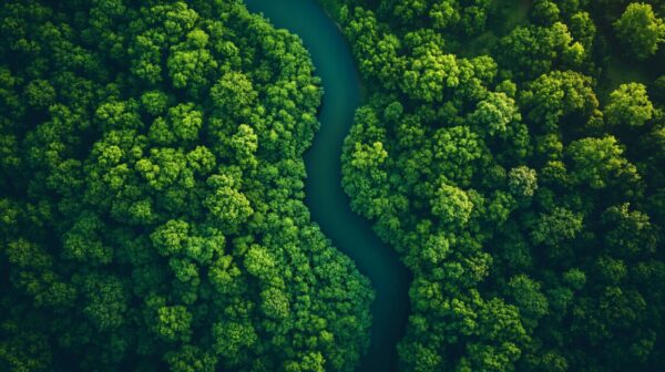 A imagem aérea mostra um rio sinuoso de águas escuras cortando uma densa floresta verde. A vegetação exuberante forma um contraste vibrante com o curso d’água, criando uma paisagem natural impressionante. A iluminação suave destaca diferentes tons de verde, enfatizando a riqueza e diversidade da flora. A cena transmite uma sensação de tranquilidade e equilíbrio ambiental (projetos, startups)