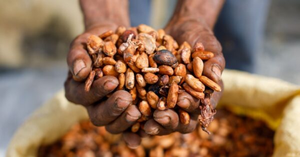 cacau, áfrica, agricultura, agronegócio