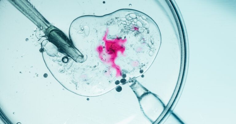 fertilizacao embriao FIV embriologia