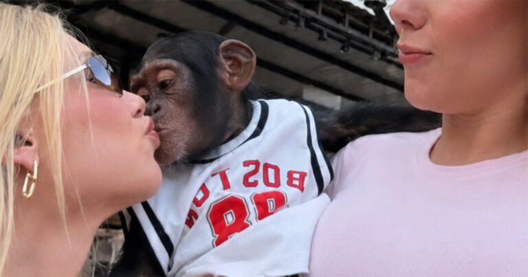 A influenciadora Virgínia Fonseca beija um chimpanzé em zoológico localizado em Dubai - Foto: reprodução