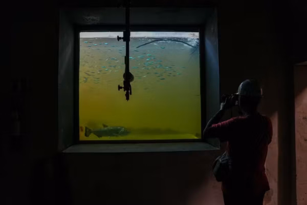 IA vai identificar até 60 espécies de peixes em tempo real no rio Xingu
